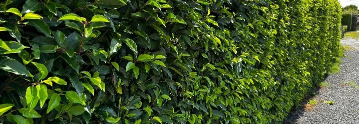 Eine dichte grüne Hecke